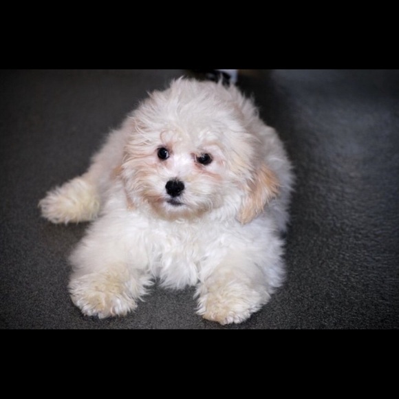 Meet your Posher, Bryce - Picture 1 of 1